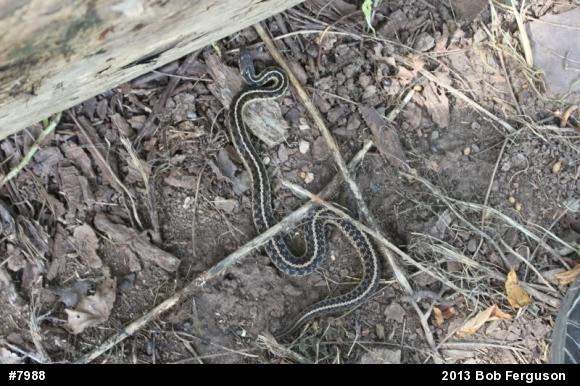 Eastern Gartersnake