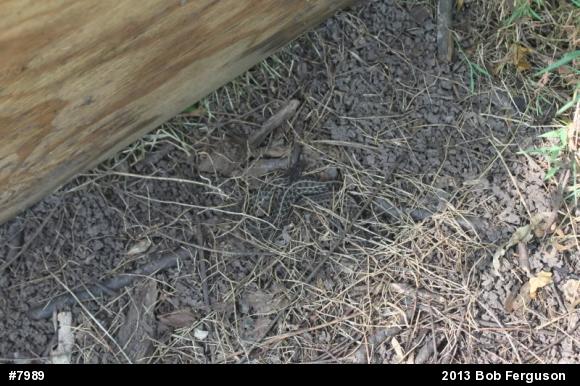 Eastern Gartersnake