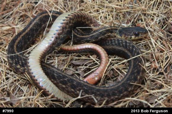 Eastern Gartersnake