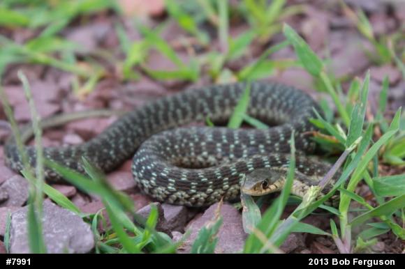 Eastern Gartersnake