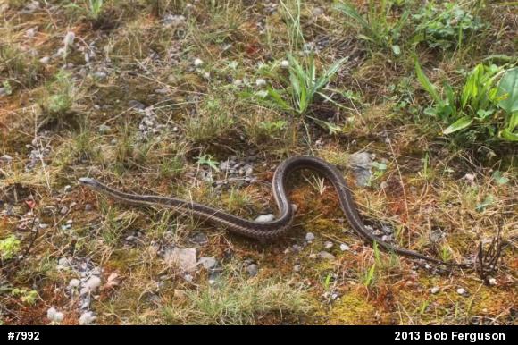 Eastern Gartersnake