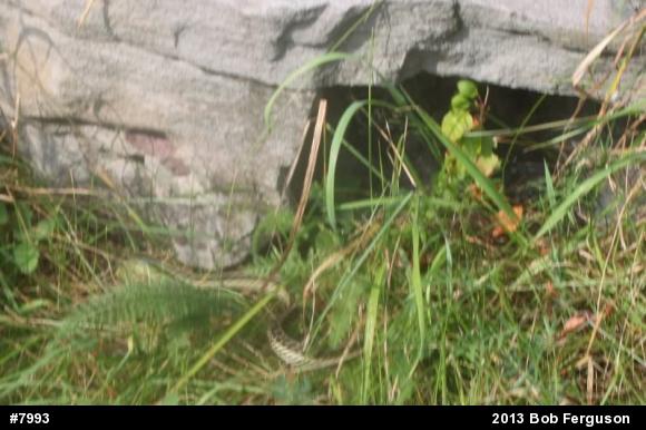 Eastern Gartersnake