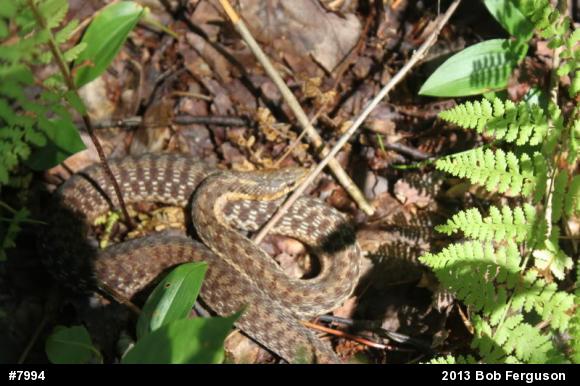 Eastern Gartersnake