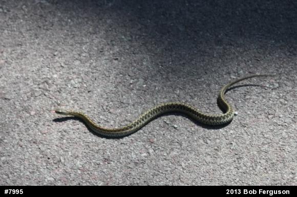 Eastern Gartersnake