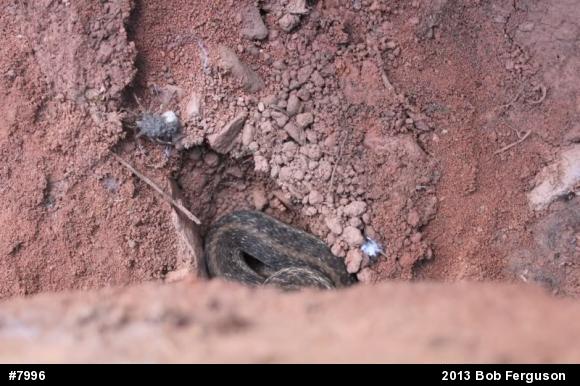 Eastern Gartersnake