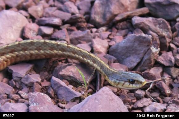 Eastern Gartersnake