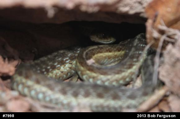 Eastern Gartersnake