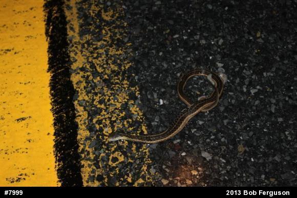 Eastern Gartersnake