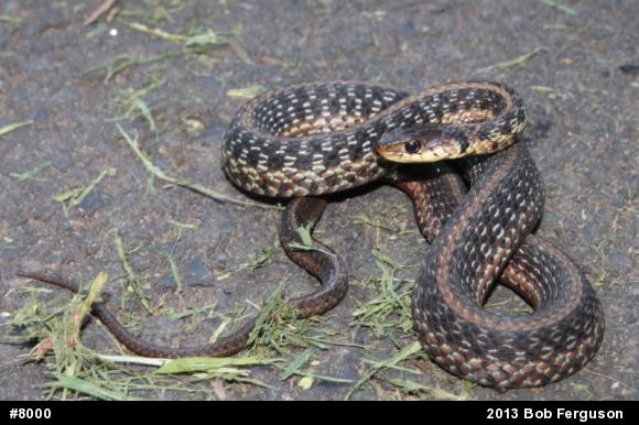 Eastern Gartersnake