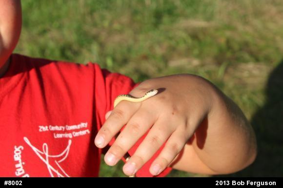 Eastern Gartersnake