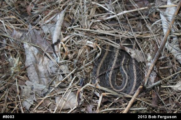 Eastern Gartersnake
