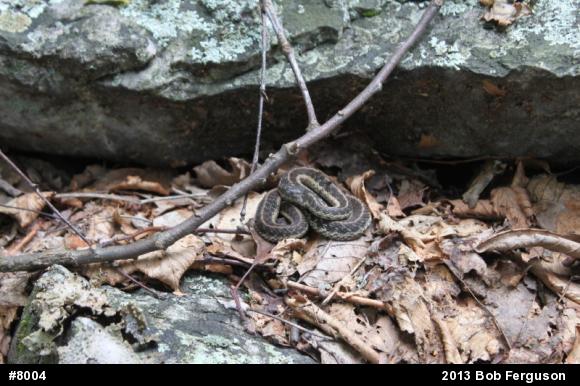 Eastern Gartersnake