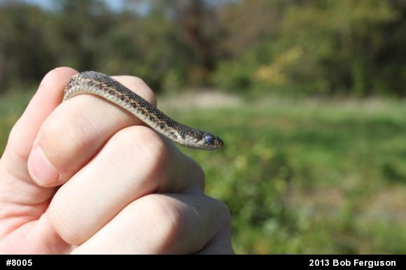 Eastern Gartersnake