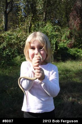 Eastern Gartersnake