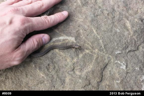 Eastern Gartersnake