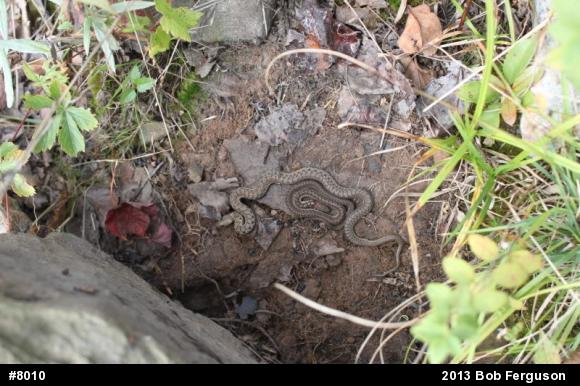 Eastern Gartersnake