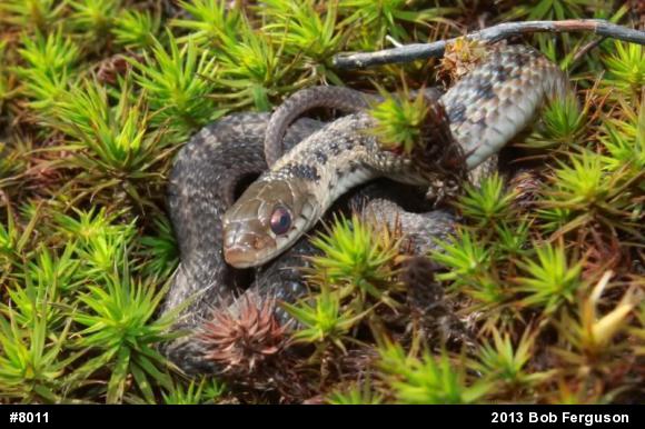 Eastern Gartersnake