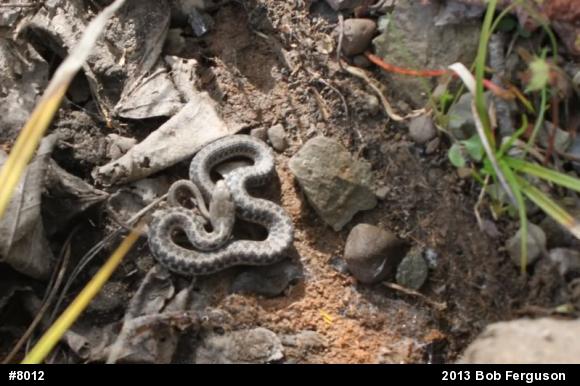 Eastern Gartersnake