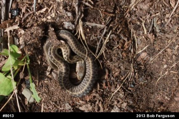 Eastern Gartersnake