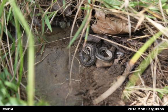 Eastern Gartersnake