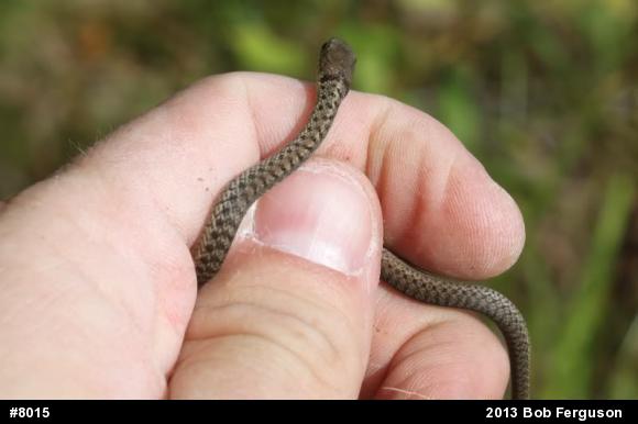 Eastern Gartersnake
