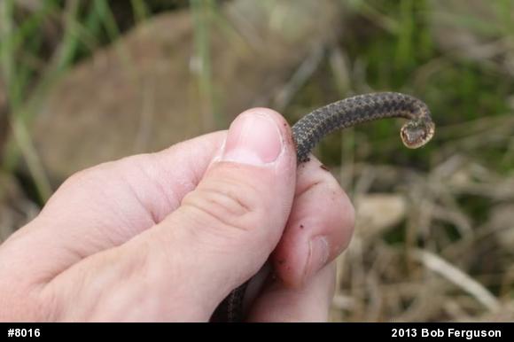 Eastern Gartersnake