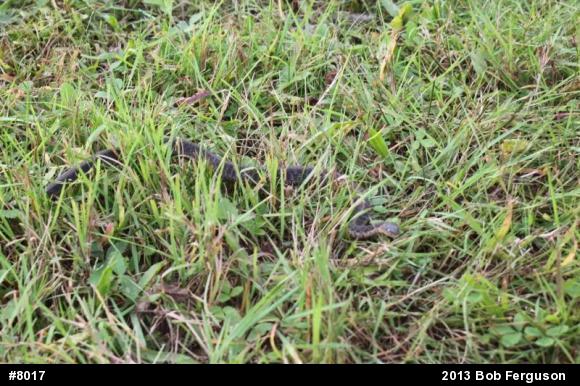 Eastern Gartersnake