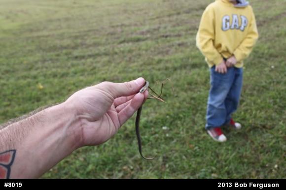 Eastern Gartersnake