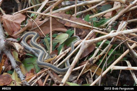 Eastern Gartersnake