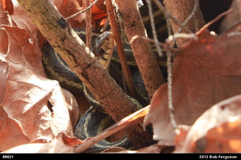 Eastern Gartersnake