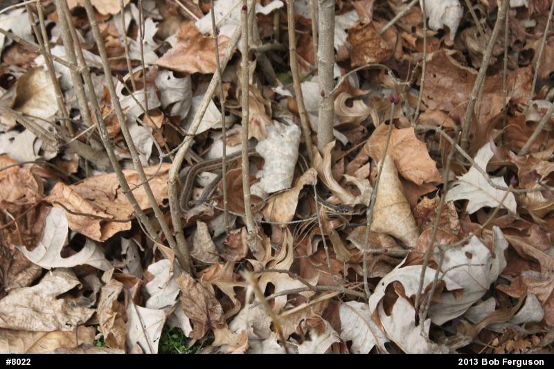 Eastern Gartersnake