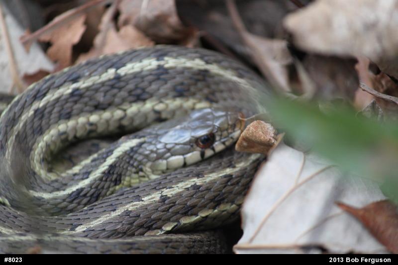 Eastern Gartersnake