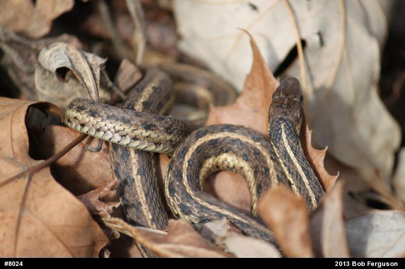 Eastern Gartersnake