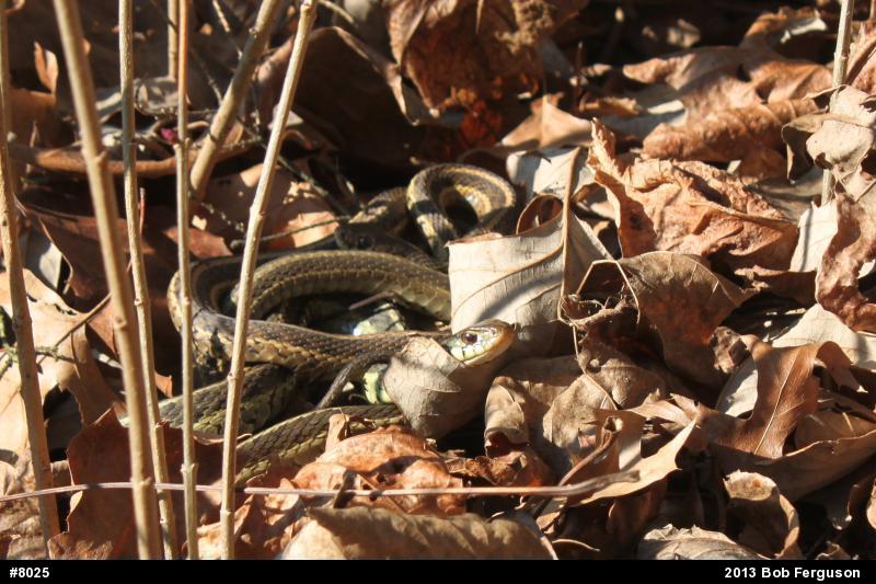 Eastern Gartersnake