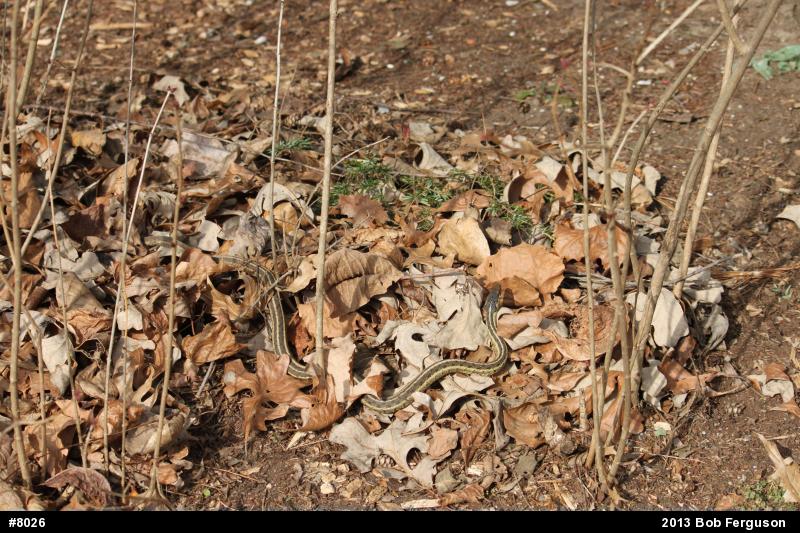 Eastern Gartersnake