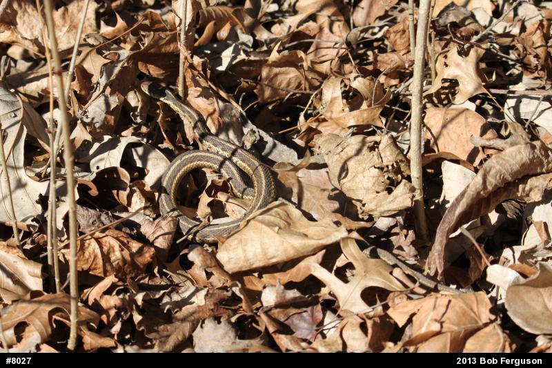 Eastern Gartersnake