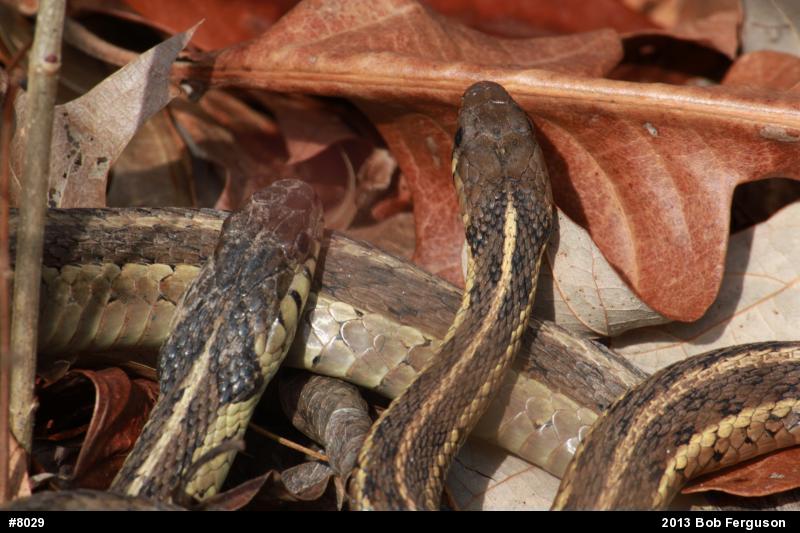 Eastern Gartersnake