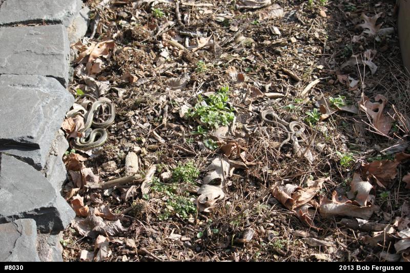 Eastern Gartersnake
