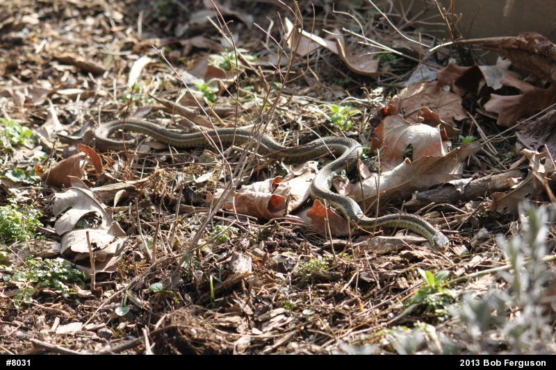 Eastern Gartersnake