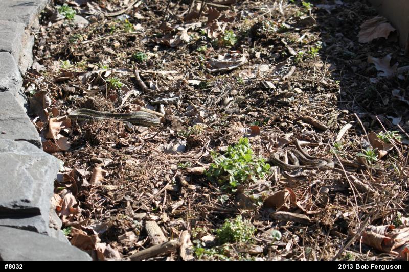 Eastern Gartersnake