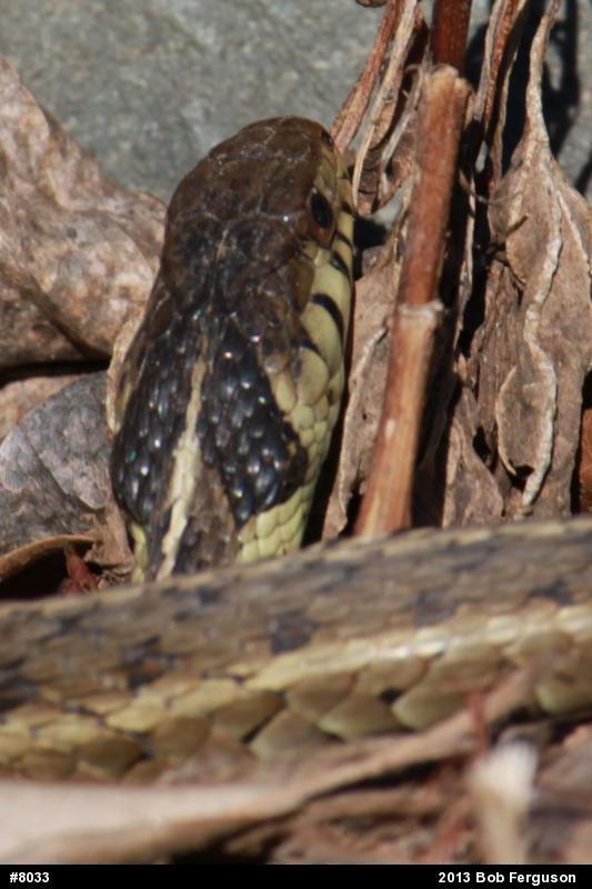 Eastern Gartersnake