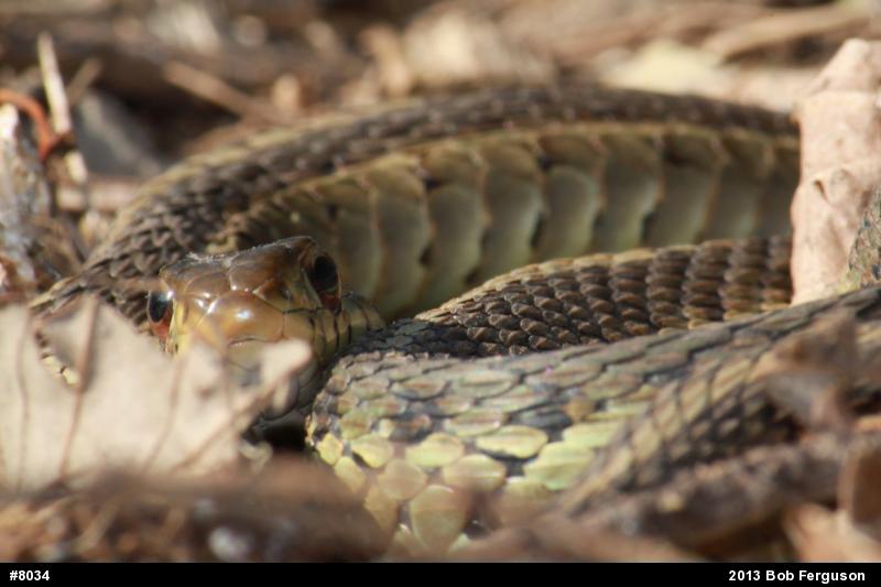 Eastern Gartersnake