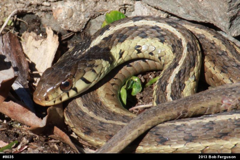 Eastern Gartersnake