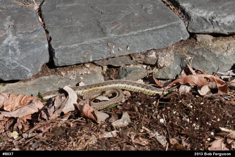 Eastern Gartersnake