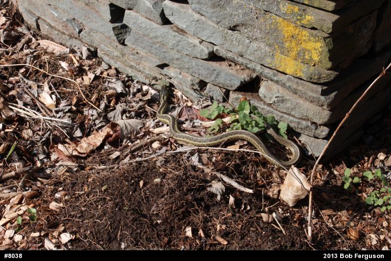 Eastern Gartersnake