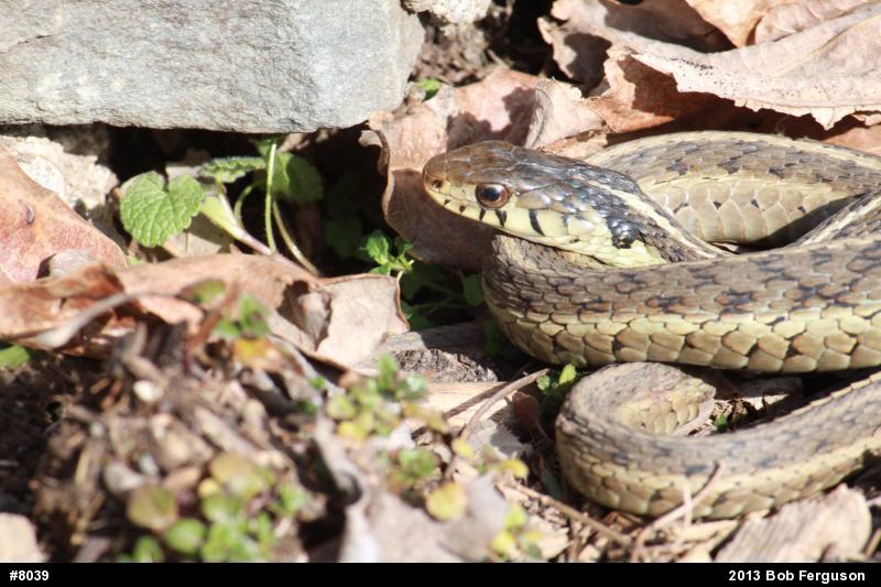 Eastern Gartersnake