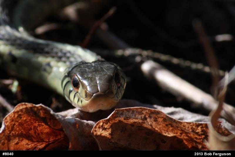 Eastern Gartersnake