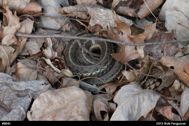 Eastern Gartersnake