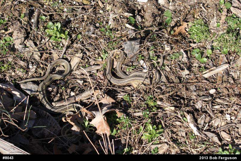 Eastern Gartersnake