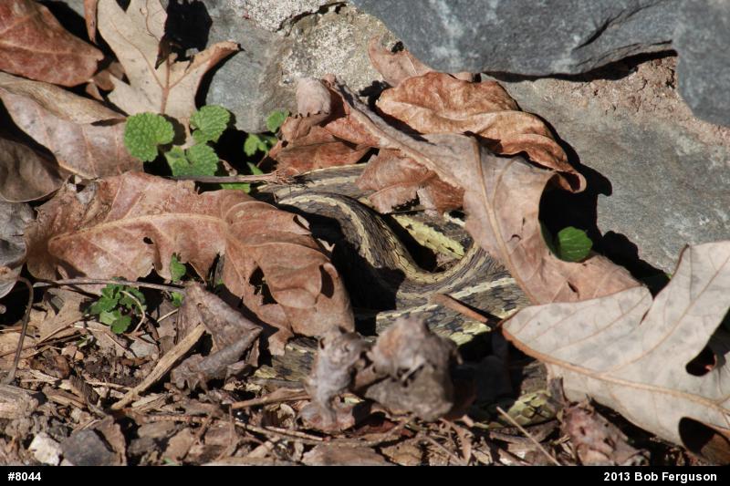 Eastern Gartersnake